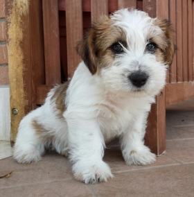  - Top Jack Kennel Jack Russell