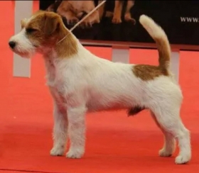  - Top Jack Kennel Jack Russell