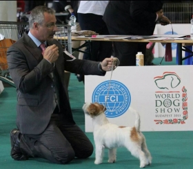  - Top Jack Kennel Jack Russell