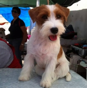  - Top Jack Kennel Jack Russell