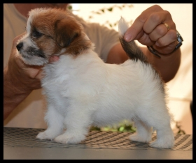 Descrizione e standard - Top Jack Kennel Jack Russell