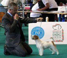 JOY OF WHITETAN - Top Jack Kennel Jack Russell