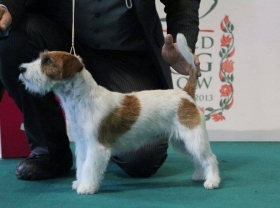 BACIAMI PICCINA TOP JACK (Picci) - Top Jack Kennel Jack Russell