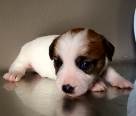  - Top Jack Kennel Jack Russell