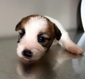  - Top Jack Kennel Jack Russell