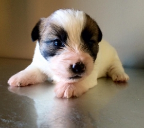  - Top Jack Kennel Jack Russell