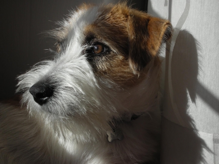  - Top Jack Kennel Jack Russell