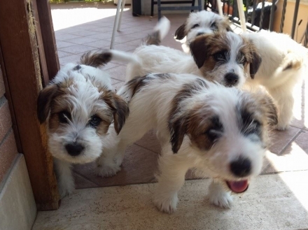  - Top Jack Kennel Jack Russell