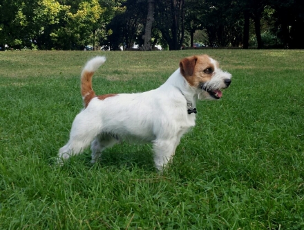 WHITETAN MORGAN (Argo) - Top Jack Kennel Jack Russell